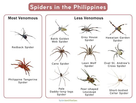 dangerous insects in the philippines|Spiders in Philippines: The Good, The Bad & The Deadly.